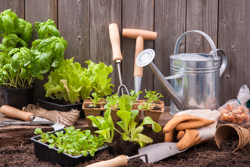 Basic Guides Of Vegetable Garden Planting