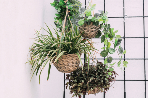 The Indoor Gardening Tools – Essentials!